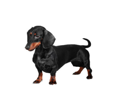 Crocchette per cani piccola taglia