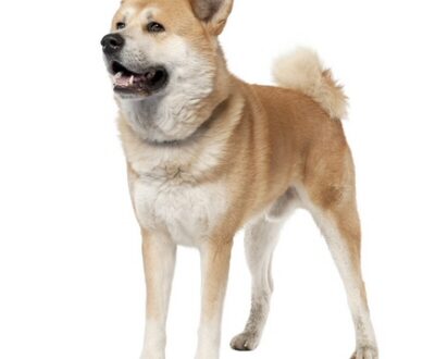 Crocchette per Cani razze Nordiche