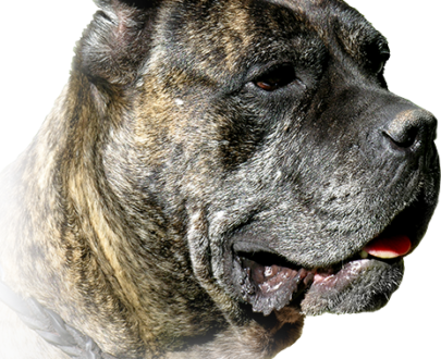 Crocchette per Cani Corso e Molossi