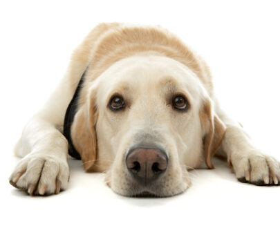 Crocchette per Cani Mantenimento